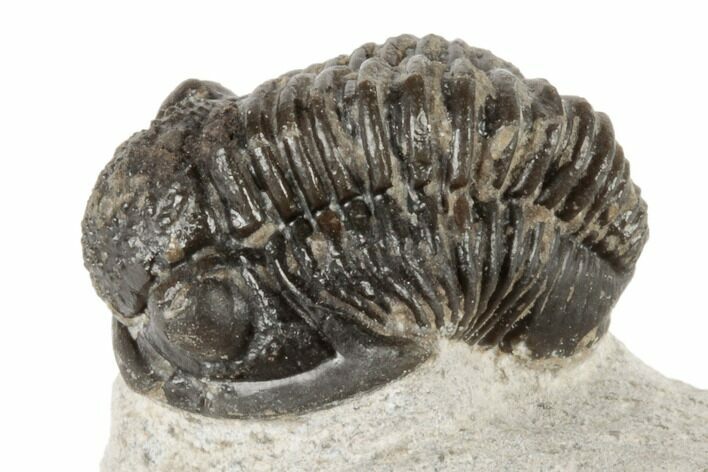 Bargain, Gerastos Trilobite Fossil - Morocco #193949